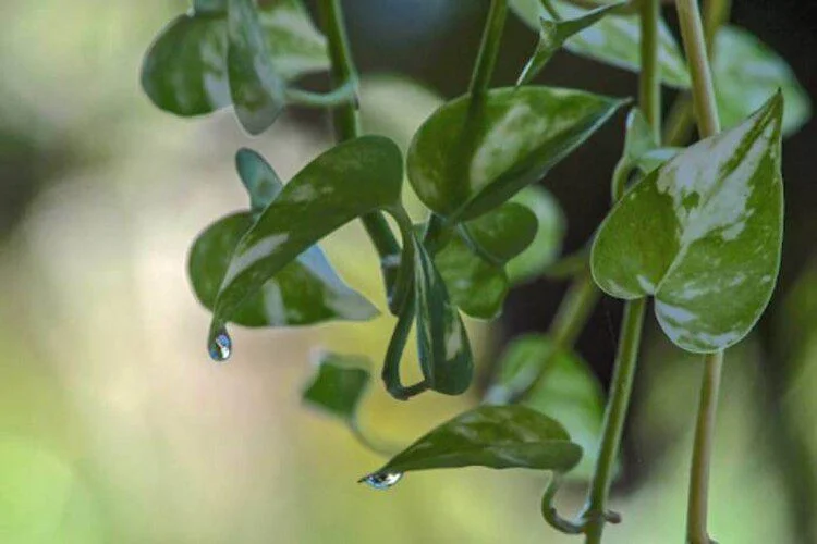 Pothos Leaves Dripping Water: 2 Main Causes & Solution