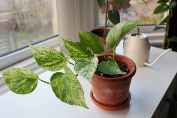 Why Are My Pothos Leaves So Small? 5 Main Causes