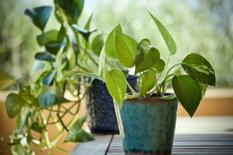 Pothos Leaves Turning Black: The Main Reasons And Fix