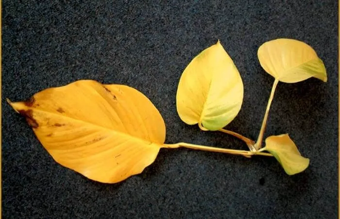 Pothos leaves turning yellow are a common problem