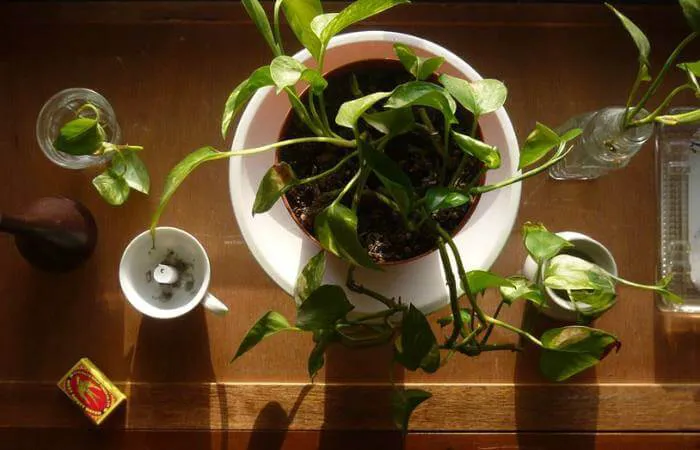 Pothos vine with widely spaced leaves