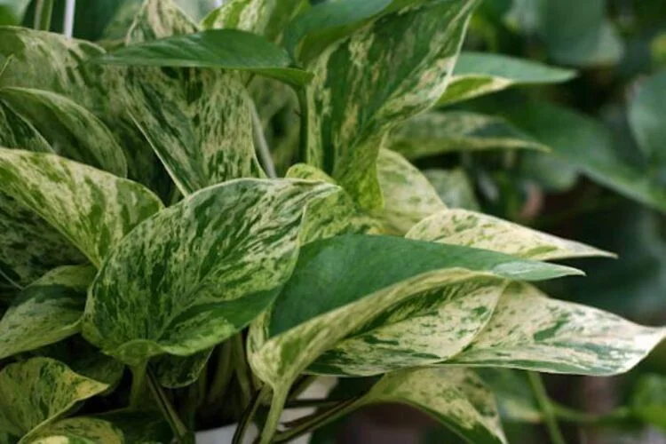 Pothos Leaves Turning White: 7 Causes For White Spots