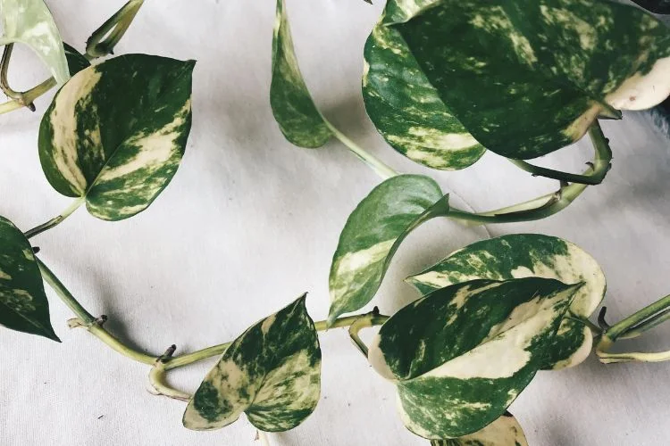 Pothos Leaves Turning Brown: 6 Ways To Save Your Plant