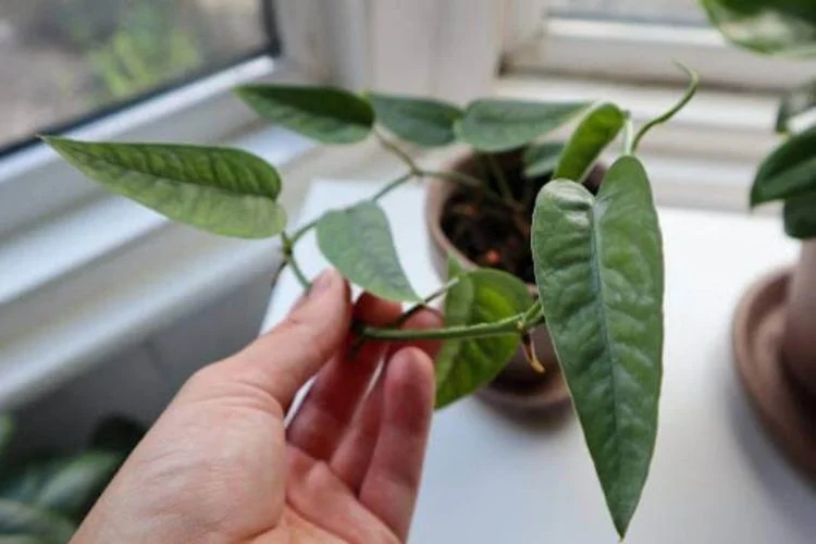 Why Is My Pothos So Leggy? 5 Quick Steps To Fix
