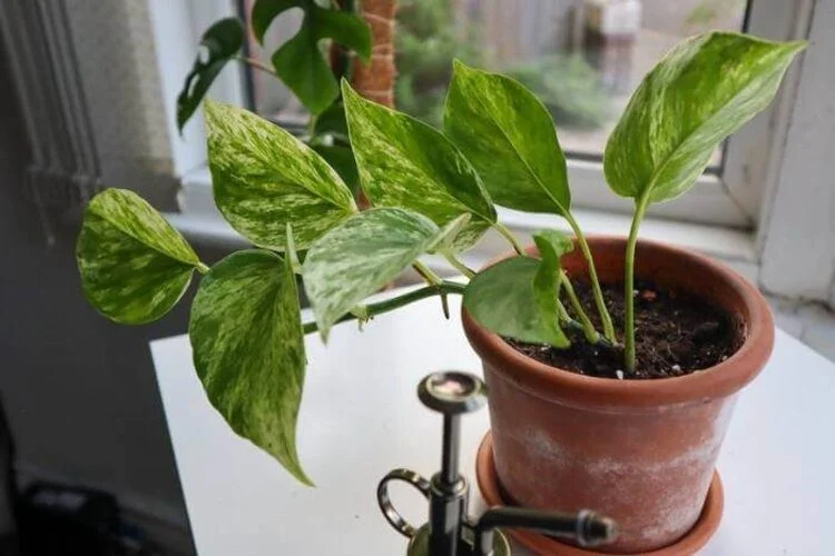 Pothos Leaves Turning Yellow: 9 Main Reasons