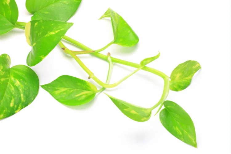 11 Reasons Your Pothos Not Growing (Have Solution)
