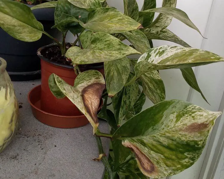 Pothos Get Sunburned