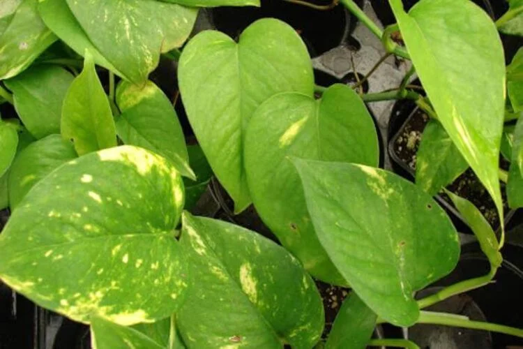 How To Fix A Pothos Sunburn? Some Signs You Should Notice