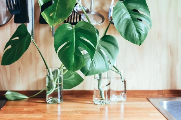 How To Propagate Monstera Without Node: Is It Possible?