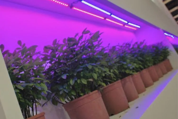 Purple Vs White Grow Light: Which Is A Better Choice?