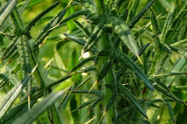 Remove Pricker Bushes – Eliminate Them Permanently