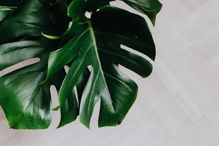 Repotting Monstera With Moss Pole: 7 Step-By-Step Guide