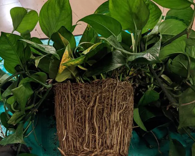 Pothos roots growing within a container