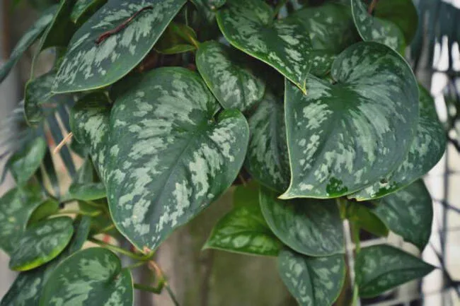 Grey splotches and heart-shaped leaves on Satin Pothos