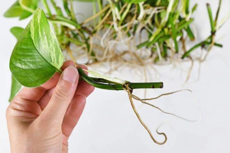 Root Bound Pothos Troubleshooting: Tips For Beginners
