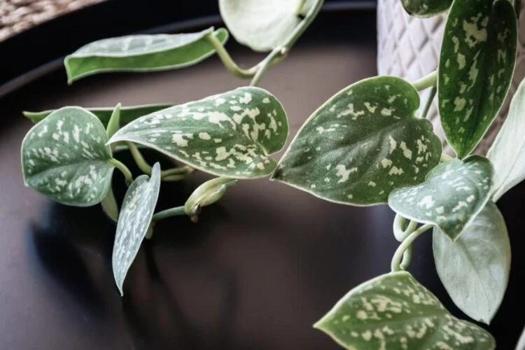 Satin Pothos Care: Detailed Guide To Care
