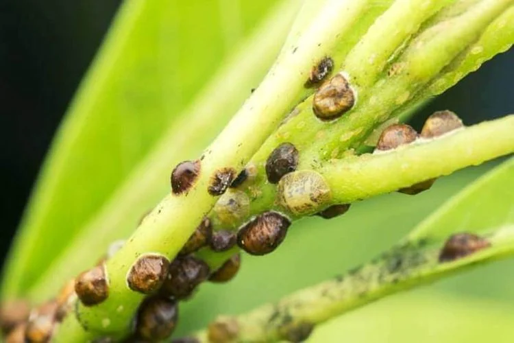 Scale on Monstera: 8 Tips To Remove This Issue
