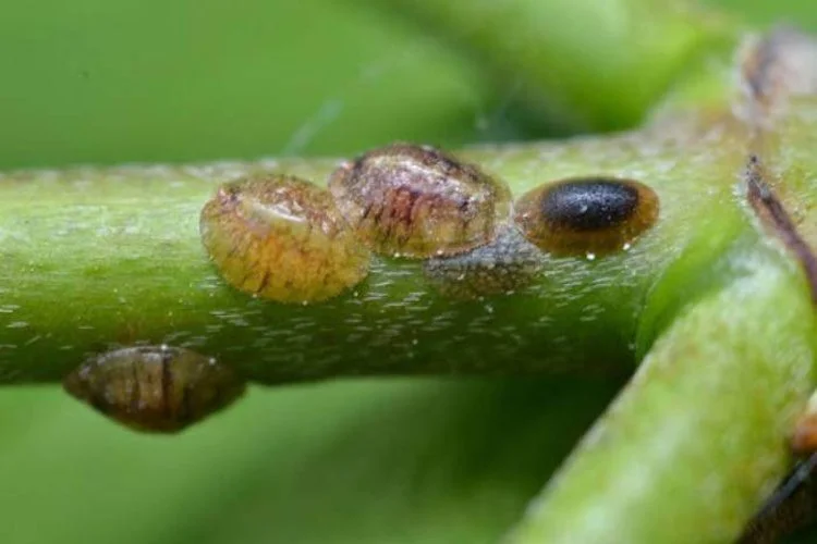 Scale On Pothos: 4 Steps To Deal With It