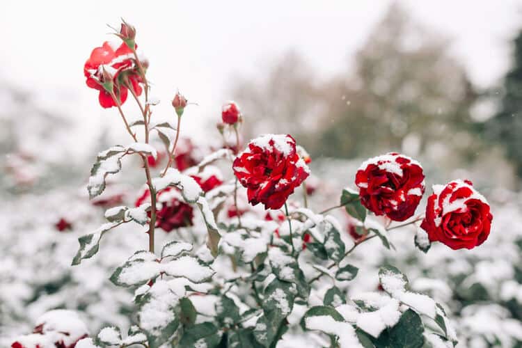 Should I Fertilize Roses in Winter: Care For Rose In Winter