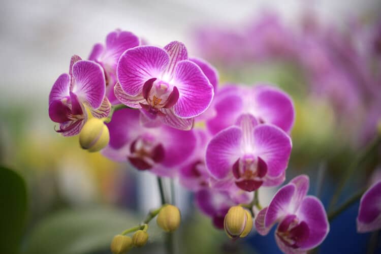 Should You Fertilize Orchids When They Are In Bloom? Guides