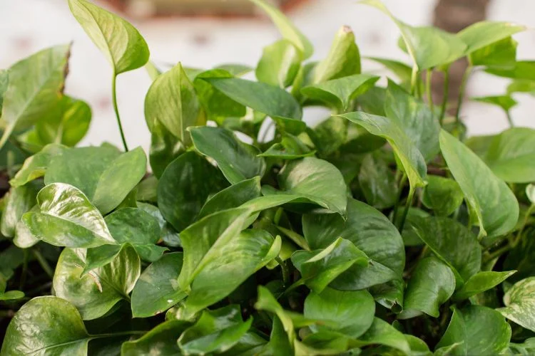 18 Common Pothos Problems You Should Know