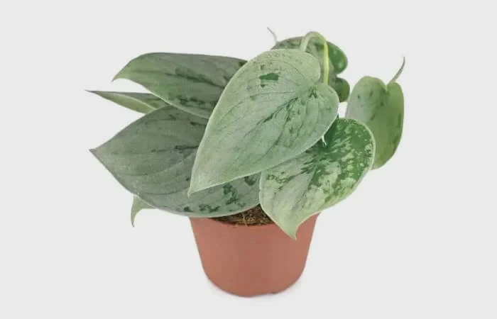 Silvery Ann Scindapsus foliage