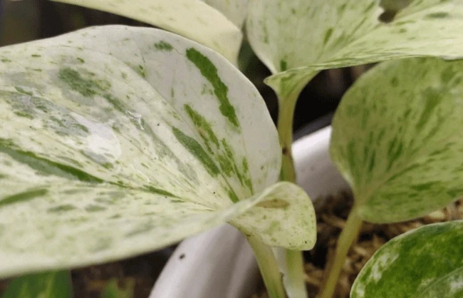 Predominant white splotches on snow queen pothos