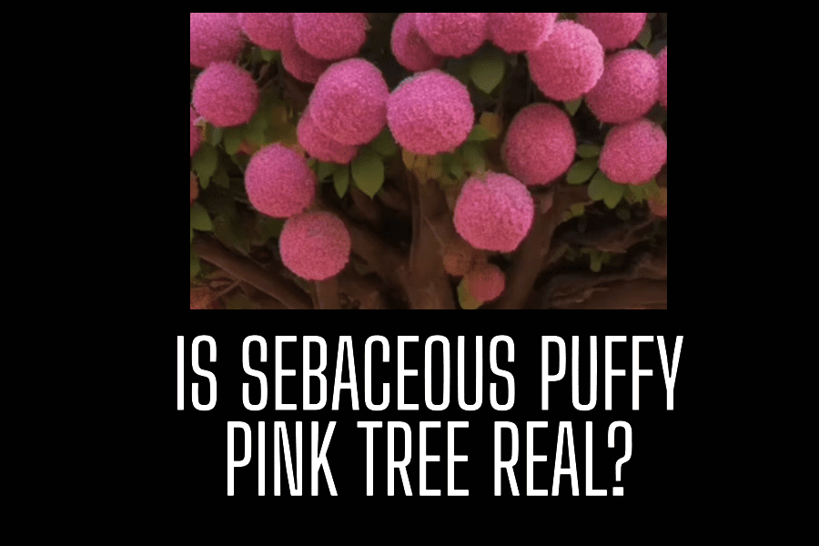 Is the 'Sebaceous Puffy Pink Tree' Real? Plant ID Explained