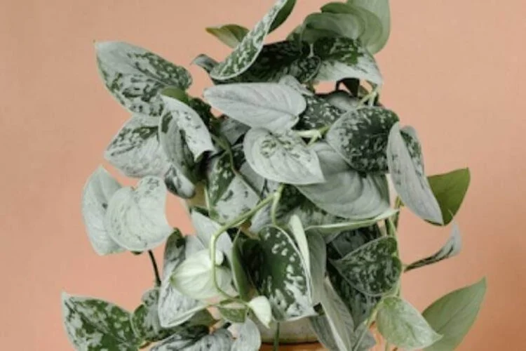 Silvery Ann Pothos Care: Guide To Scindapsus Pictus Plants