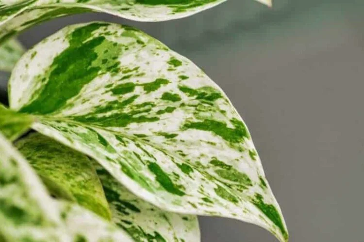 Snow Queen Pothos Care: The Indoor Plant Growing Guide