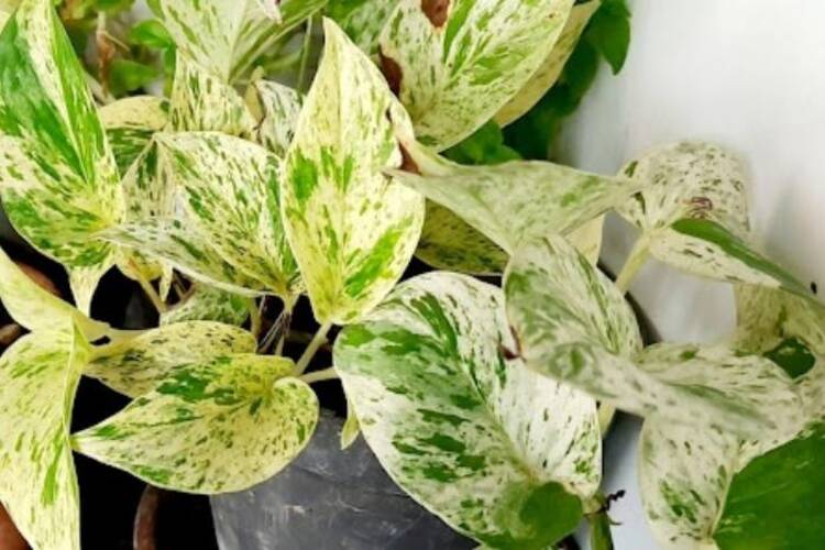 Snow Queen vs Marble Queen: Pothos (How Differences)