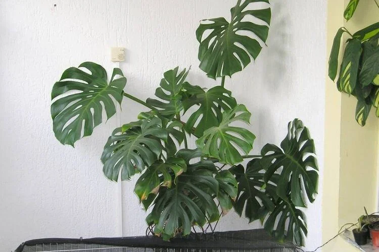 Thrips On Monstera: 3 Common Signs & Guide To Remove