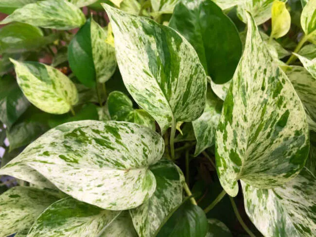Golden Pothos