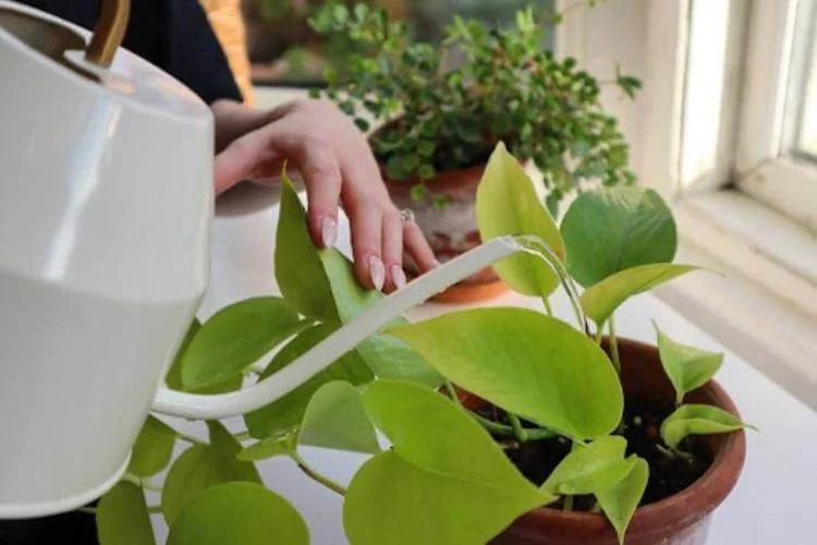 How To Save An Underwatered Pothos? Tricks You Should Know