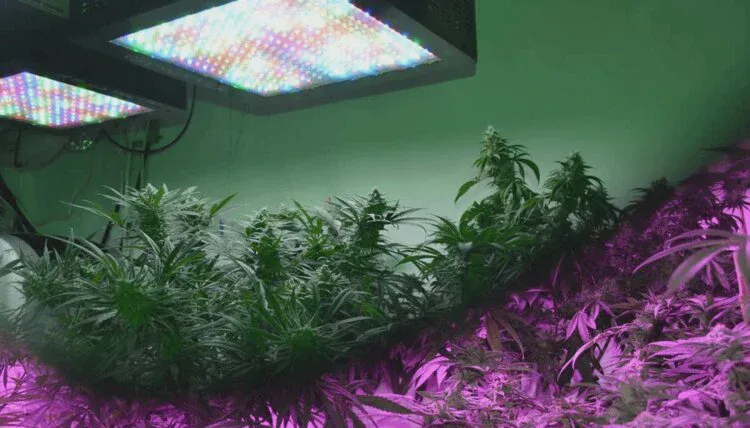 How To Use Vevor Grow Lights?&nbsp;