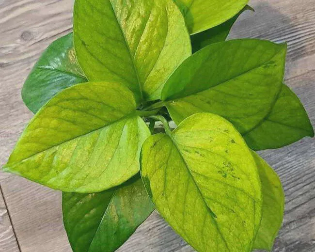 Jessenia Pothos