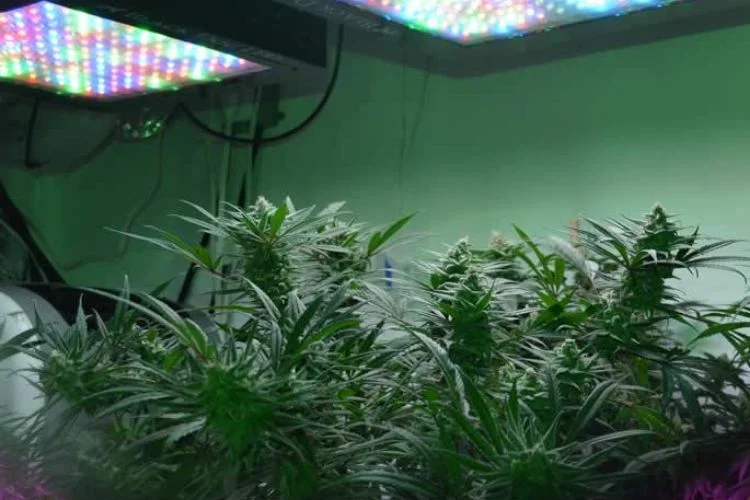 Viparspectra Grow Light Review: Is It Good For Plants?