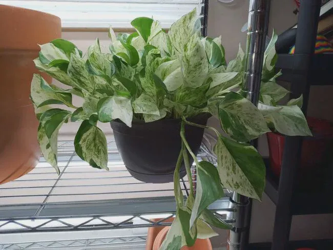 Manjula Pothos