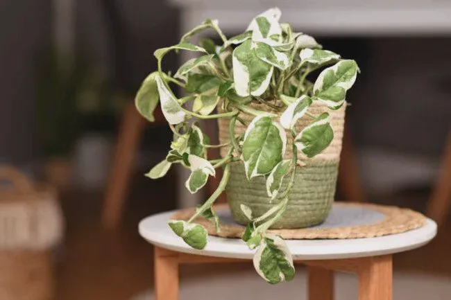 N’Joy Pothos