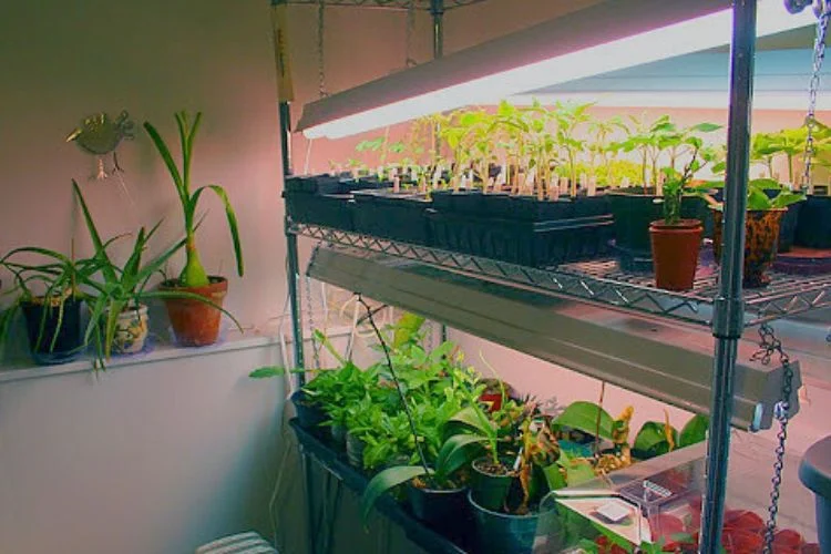 Types Of Grow Lights: 5 Options For Your Plants