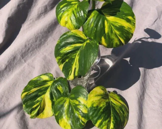 Hawaiian Pothos