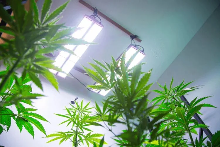 Vivosun Vs Viparspectra: Comparison For Indoor Growers