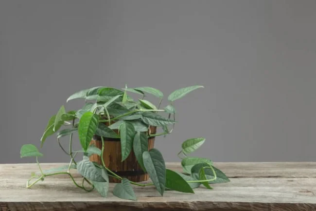 Cebu Blue Pothos