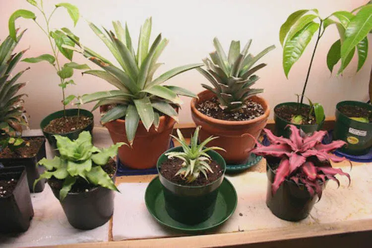 Vivosun VS4000 LED Grow Light Worth Your Choices
