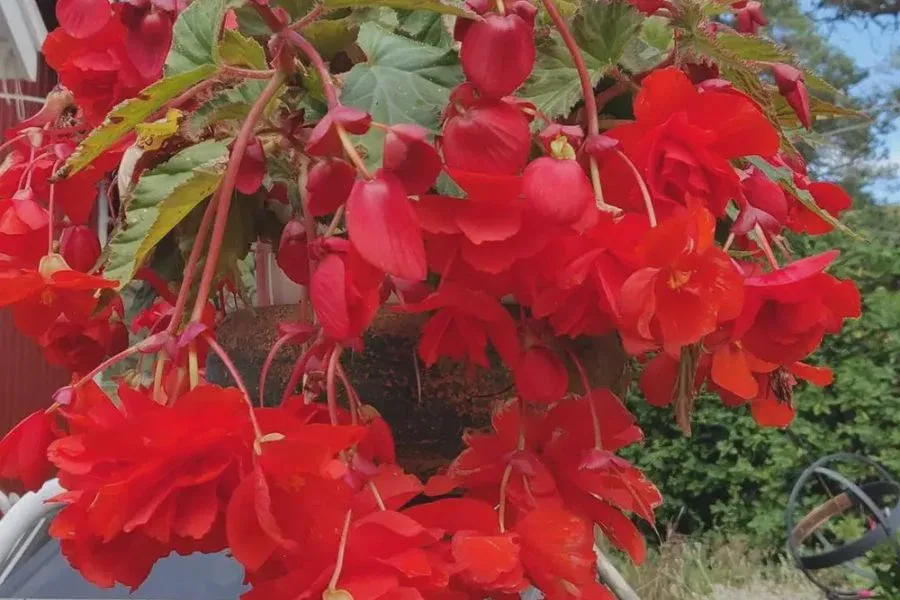 Their sparkling foliage and dainty blossoms yield at once color
