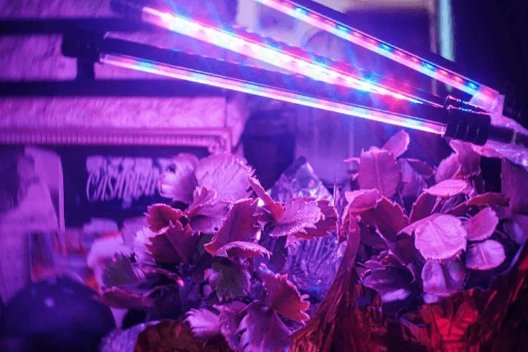 Vivosun VS4000 LED Grow Light Review: Is It Good?
