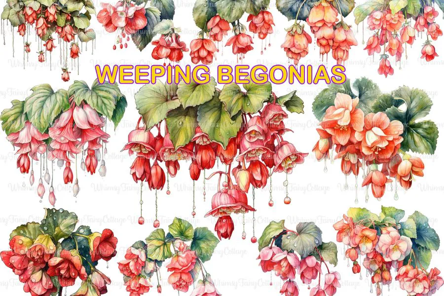 There are many types of weeping beginia