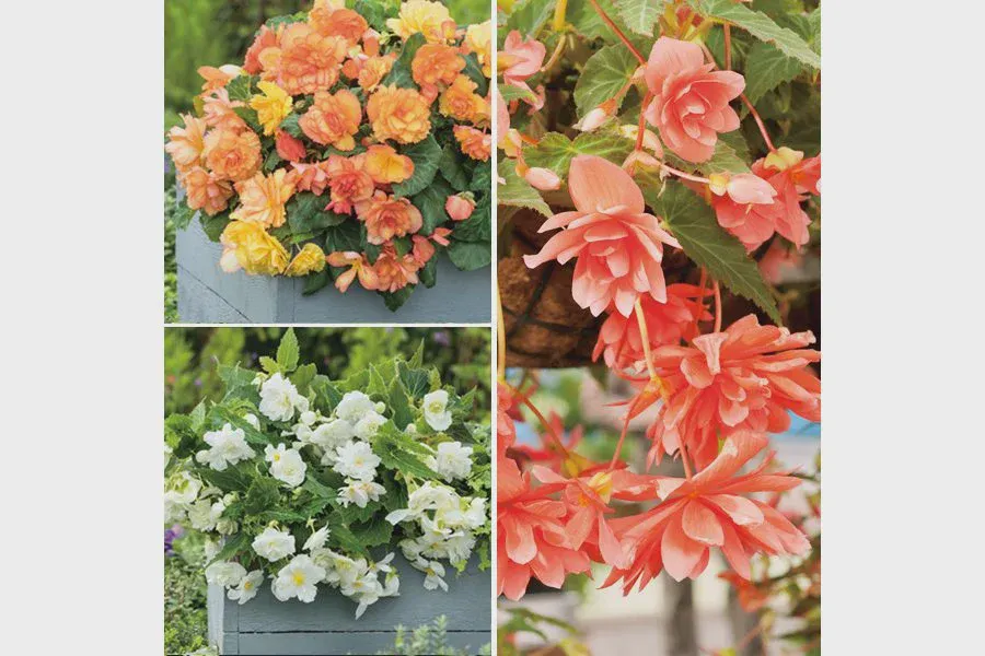 How to Grow Begonias From Seed