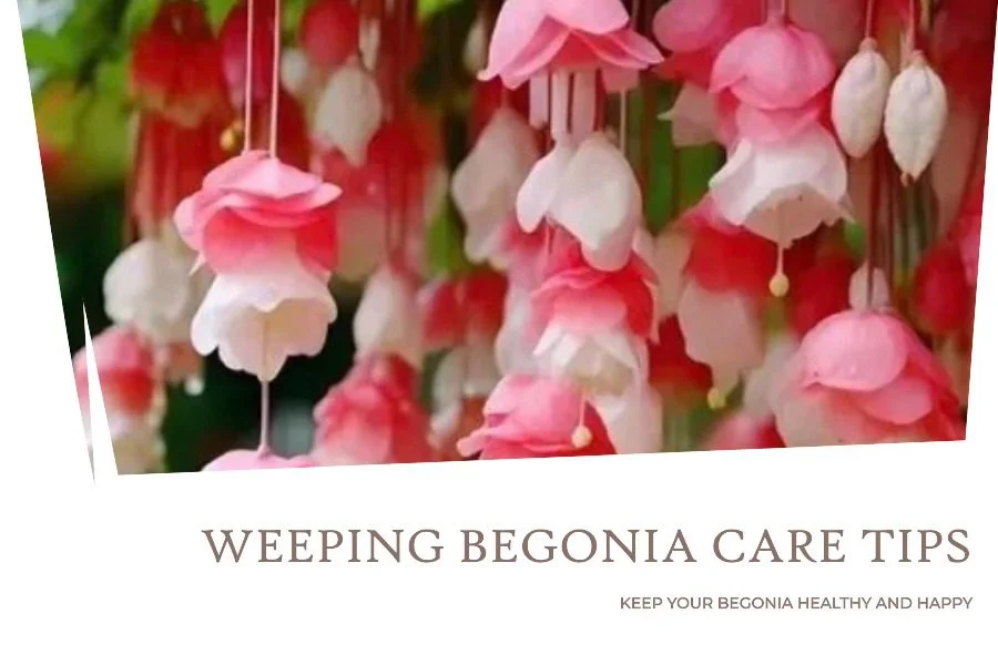 Weeping Begonia Flower Care – Techniques For Healthy, Stunning Flowers