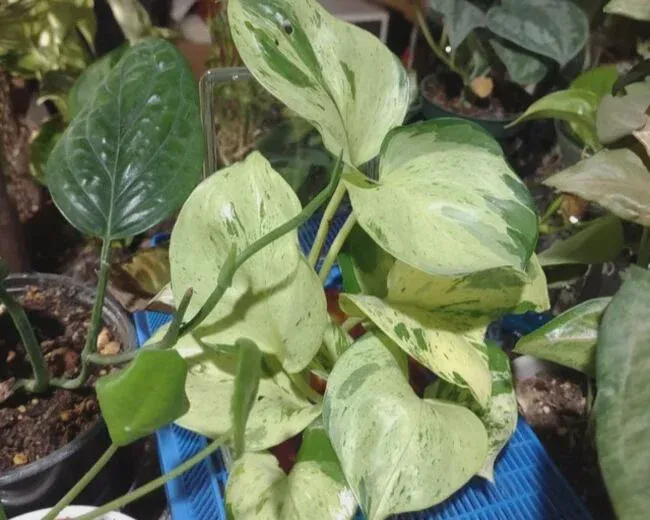 Harlequin Pothos